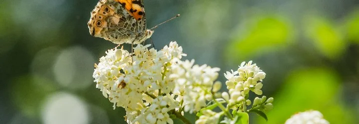 Schmetterling auf weißen Blüten
